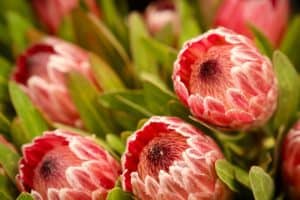 Vibrant pink and white protea flowers at Diamond Creek Shopping in Melbourne.