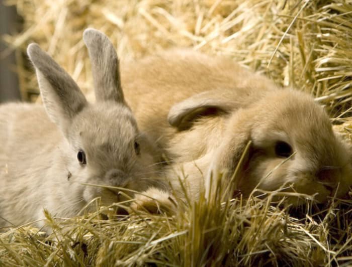 Adorable pet rabbits resting in hay at Diamond Creek Shopping.