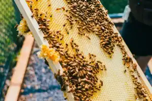 Close-up of honeycomb with bees at Diamond Creek Shopping, all about beekeeping.
