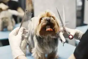 How Long Does Dog Grooming Take
