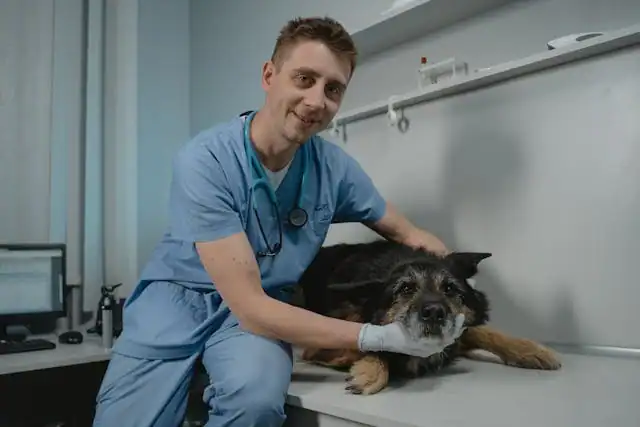 Veterinarian examining a dog at Diamond Creek Shopping veterinary clinic.