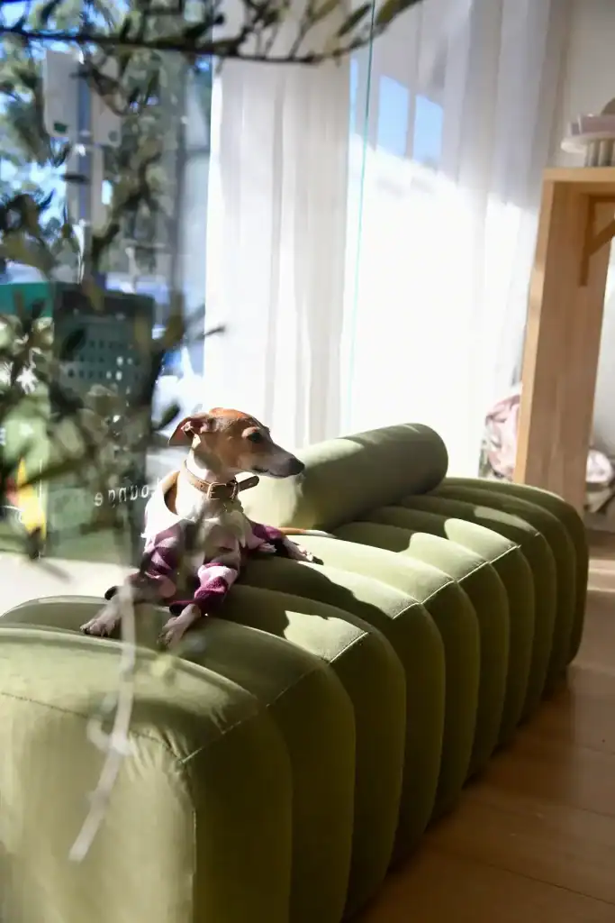 Modern green velvet sofa with a dog sitting on it, bright natural light, home decor.