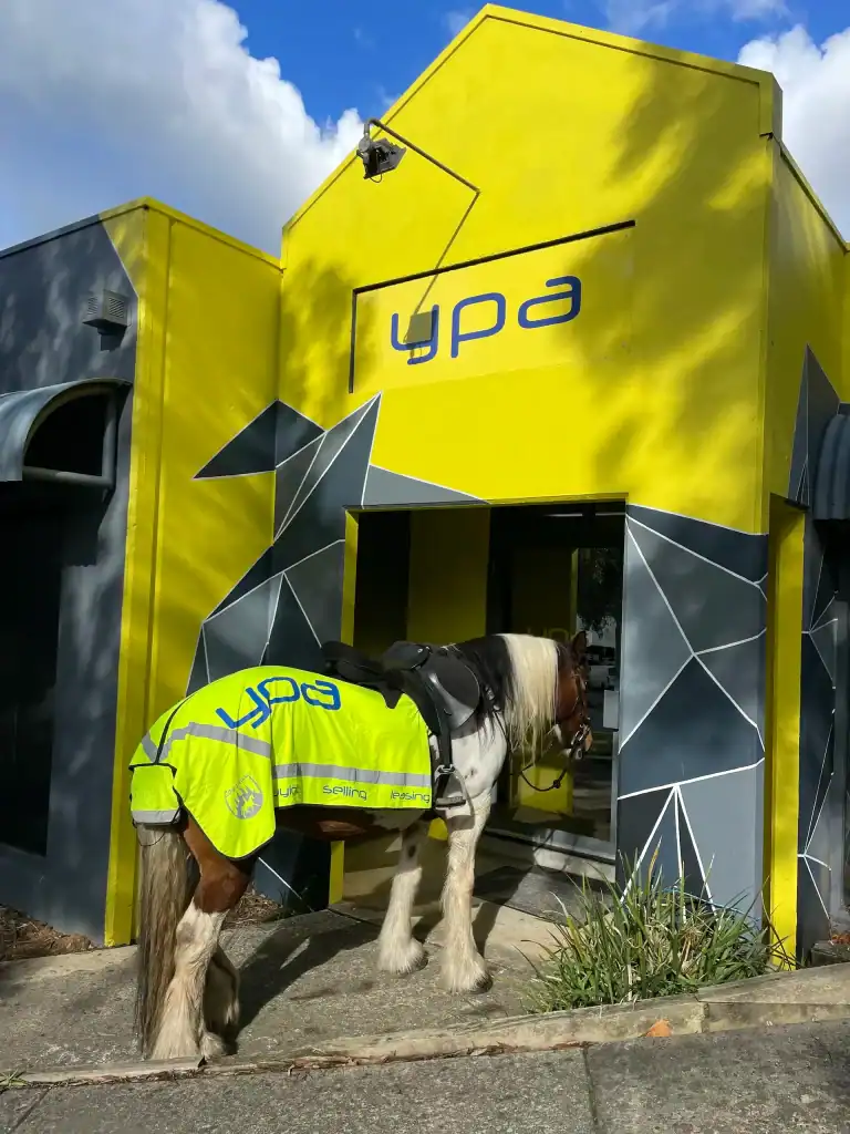Dog in high-visibility vest outside Diamond Creek Shopping Centre in Australia.