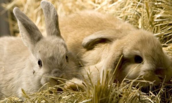 Adorable pet rabbits resting in hay at Diamond Creek Shopping.
