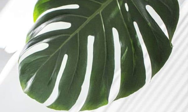 Lush green monstera leaf, tropical plant decor, indoor botanical style.