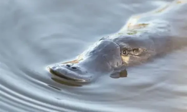 Close-up of a young platypus swimming in water, showing its head and bill.